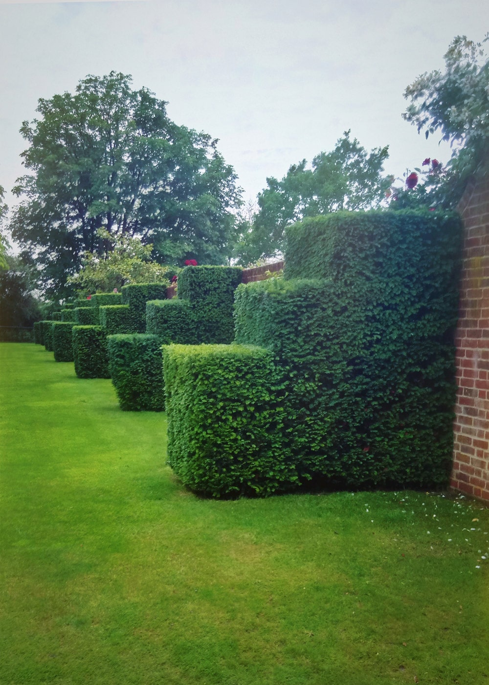 Hedge cutting